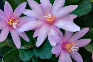 Artful Prints: Fine art still life color macro of a set of white pink easter / whitsun cactus blossoms on a blurred natural green
