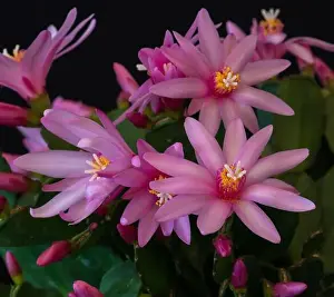Artful Prints: Fine art still life color macro of a set of white pink easter / whitsun cactus blossoms with shinng pedicels on a