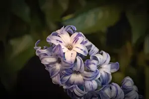 Artful Prints: Fine art still life color macro of a single isolated stem / umbel of violet blue hyacinth blossoms on dark blurry