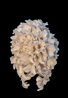 Artful Prints: Fine art still life color macro of a single isolated stem / umbel of white hyacinth blossoms on black background with