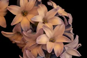 Fine art still life color macro of a single isolated stem of violet blue hyacinth blossoms on black background with