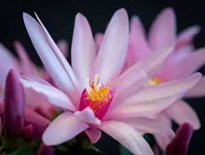 Artful Prints: Fine art still life color macro of a single white pink easter / whitsun cactus blossom with shinng pedicels on a