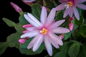 Artful Prints: Fine art still life color macro of a single white pink easter / whitsun cactus blossom with shinng pedicels on a