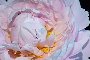 Flower Petal Prints: Fine art still life colorful floral macro flower image of the inner of a single white pink open blooming young sunlit