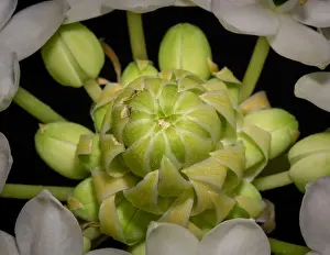 Fine art still life colorful floral macro of a the inner of a white green cluster / circle of