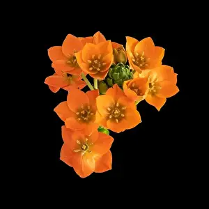 Fine art still life colorful floral macro of an orange cluster of Star-of-Bethlehem / ornithogalum flower blossoms
