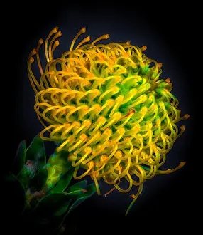 Fine art still life colorful floral macro portrait of a single isolated protea blossom in vivid glowing neon colors in