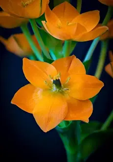 Star Of Bethlehem Prints: Fine art still life colorful floral macro of a single isolated orange Star-of-Bethlehem / ornithogalum flower blossom