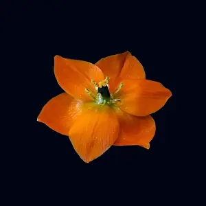 Fine art still life colorful floral macro of a single isolated orange Star-of-Bethlehem / ornithogalum flower blossom