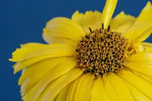 False Prints: Fine art still life colorful floral macro of a single isolated yellow blooming wide open false/heliopsis blossom
