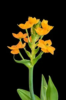 Fine art still life colorful floral macro of a stem of orange Star-of-Bethlehem / ornithogalum flower blossoms