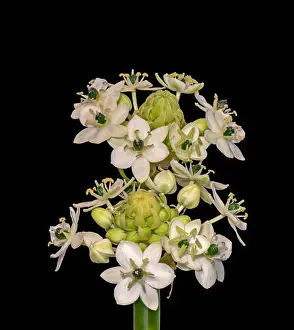 Fine art still life colorful floral macro of two/a pair of white green cluster/circle of Star-of-Bethlehem