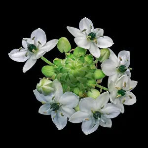 Fine art still life colorful floral macro of a white green cluster / circle of Star-of-Bethlehem / ornithogalum flower