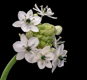 Fine art still life colorful floral macro of a white green cluster / circle of Star-of-Bethlehem / ornithogalum flower