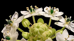 Fine art still life colorful floral macro of a white green cluster / circle of Star-of-Bethlehem / ornithogalum flower