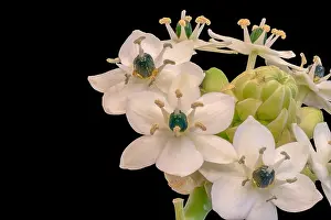 Fine art still life colorful floral macro of a white green cluster / circle of Star-of-Bethlehem / ornithogalum flower