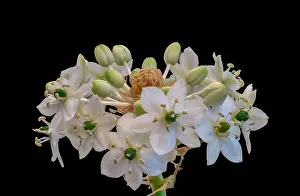 Fine art still life colorful floral macro of a white green cluster / circle of Star-of-Bethlehem / ornithogalum flower