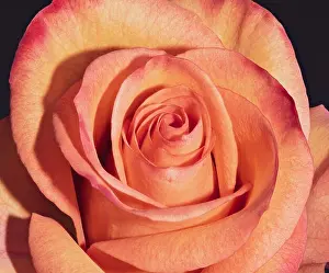 Isolated Subject Prints: Fine art still life colorful flower macro portrait of a single isolated orange red blooming rose blossom on black
