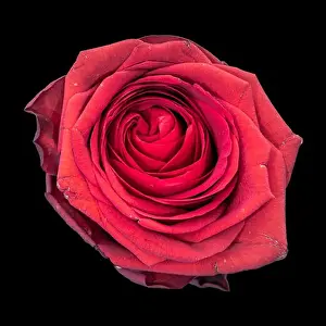 Fine art still life colorful flower macro of a single isolated blooming deep red rose blossom with detailed texture