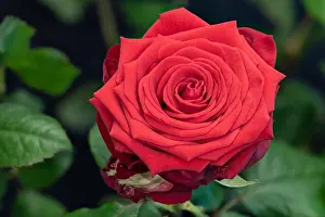 Fine art still life colorful flower macro of a single isolated blooming deep red rose blossom with detailed texture