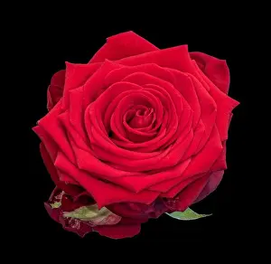 Fine art still life colorful flower macro of a single isolated blooming deep red rose blossom with detailed texture