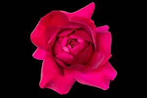 Fine art still life colorful flower top view macro of a single isolated blooming deep red rose blossom with detailed