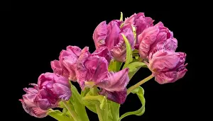Tulpia Prints: Fine art still life colorful macro of a bunch / bouquet of pink parrot tulip blossoms with green leaves on black