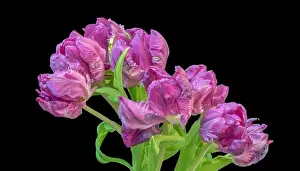 Tulpia Prints: Fine art still life colorful macro of a bunch / bouquet of pink parrot tulip blossoms with green leaves on black