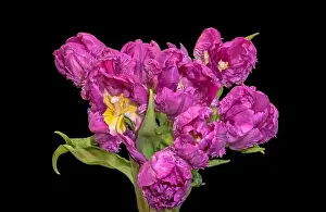 Artful Prints: Fine art still life colorful macro of a bunch / bouquet of pink yellow parrot tulip blossoms with green leaves on black