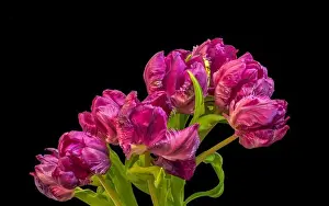 Tulpia Prints: Fine art still life colorful macro of a bunch / bouquet of red parrot tulip blossoms with green leaves on black