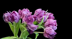 Tulpia Prints: Fine art still life colorful macro of a bunch / bouquet of violet parrot tulip blossoms with green leaves on black