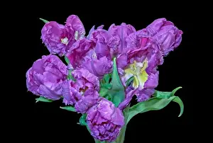 Artful Prints: Fine art still life colorful macro of a bunch / bouquet of violet yellow parrot tulip blossoms with green leaves