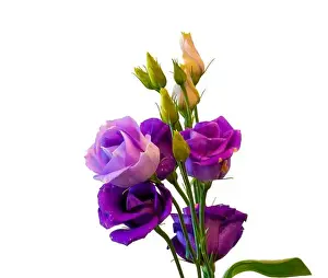 High Key Prints: Fine art still life colorful macro of a bunch of violet blue lisianthus / showy prairie gentian / texas bluebell