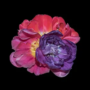 Tulpia Prints: Fine art still life colorful macro flower portrait of a pair isolated violet pink red fully wide opened blooming tulip