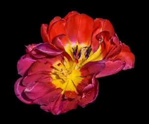Fine art still life colorful macro flower portrait of a pair of isolated yellow red fully wide opened blooming tulip