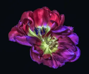 Beauty Of Nature Prints: Fine art still life colorful macro flower portrait of a pair of isolated yellow red violet wide open blooming tulip