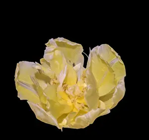 Wide Open Prints: Fine art still life colorful macro flower portrait of a single isolated bright yellow fully wide opened blooming tulip