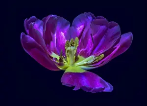 Wide Open Prints: Fine art still life colorful macro flower portrait of a single isolated dark violet yellow fully wide opened blooming