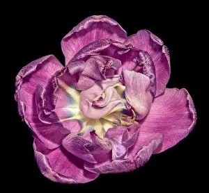 Wide Open Prints: Fine art still life colorful macro flower portrait of a single isolated violet blue white fully wide opened blooming