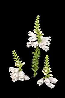 Fine art still life colorful macro image of three blossoms of a green white false dragonhead/obedient/obedience plant