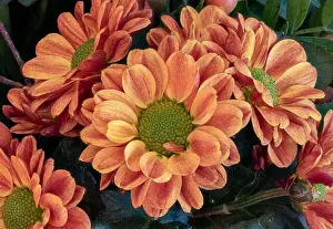 Aster Prints: Fine art still life colorful macro image of a flower bouquet with orange red green yellow chrysanthemums / aster