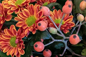 Aster Prints: Fine art still life colorful macro image of a flower bouquet with orange red green yellow chrysanthemums / aster