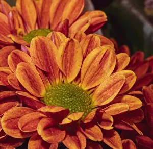 Aster Prints: Fine art still life colorful macro image of a flower bouquet with orange red green yellow chrysanthemums / aster