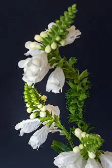 Bent Prints: Fine art still life colorful macro image of a green white curved false dragonhead/obedient/obedience plant on blue