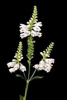 Paper Background Prints: Fine art still life colorful macro image of a green white false dragonhead/obedient/obedience plant with stem