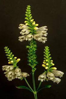 Paper Background Prints: Fine art still life colorful macro image of a green white straight false dragonhead/obedient/obedience plant with three