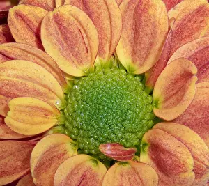 Aster Prints: Fine art still life colorful macro image of the inner of a single isolated orange red green yellow chrysanthemum