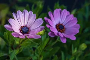 Aizoaceae Prints: Fine art still life colorful macro image of a pair of wide open blooming violet pink african cape daisy/marguerite