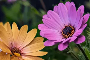 Fine art still life colorful macro image of a pair of wide open blooming yellow pink african cape daisy/marguerite