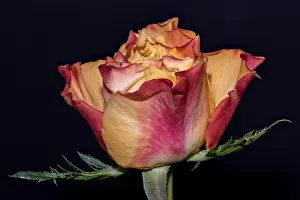 Fantastic Realism Prints: Fine art still life colorful macro image of a single isolated orange red yellow rose blossom with leaves